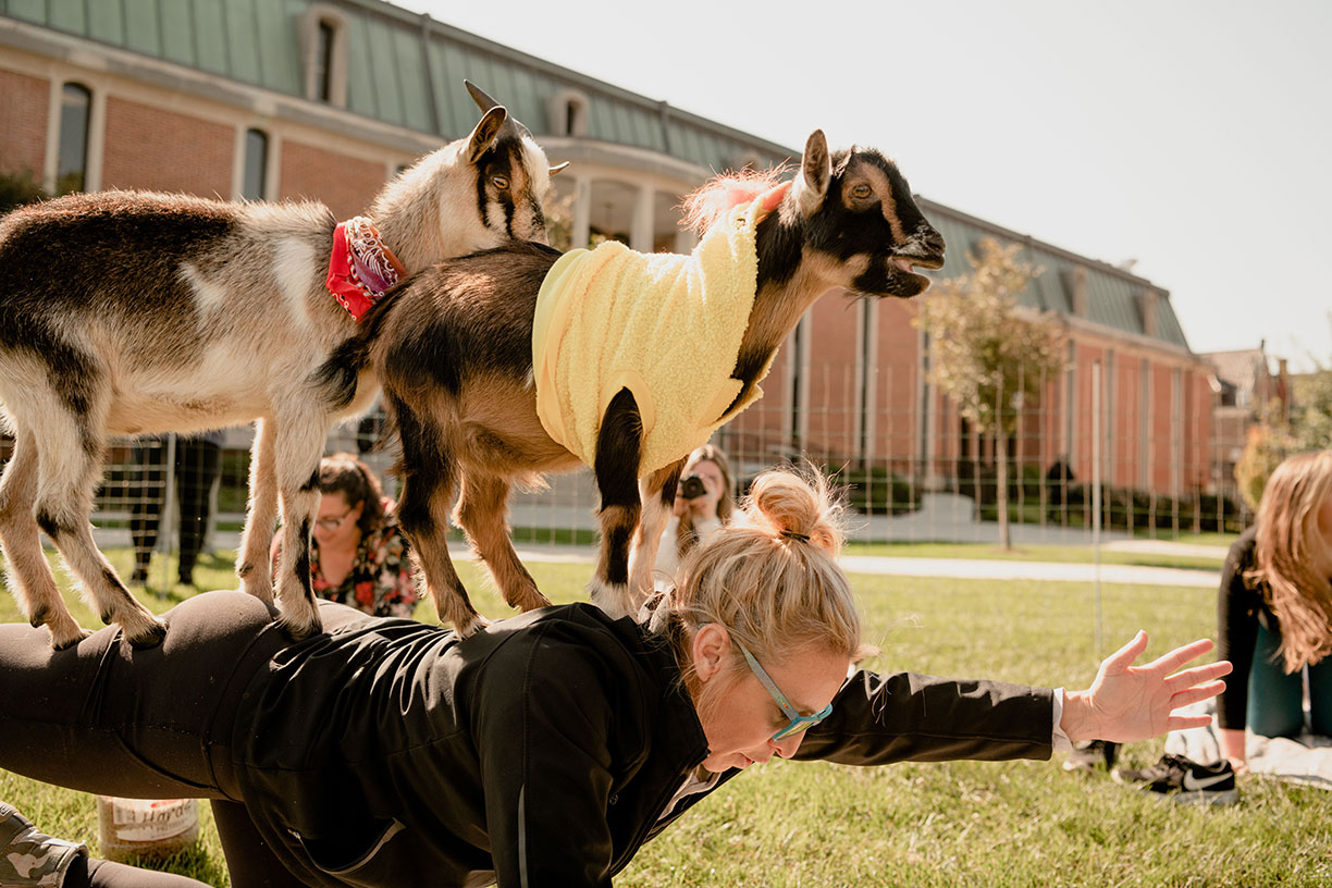 Goat Yoga: The wild exercise craze descends on Durham - ABC13 Houston