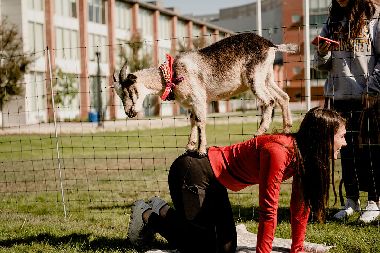 Goat Yoga: The wild exercise craze descends on Durham - ABC13 Houston