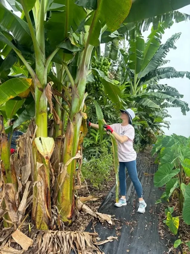 Bonner Leaders volunteering at a banana farm in Hawaii